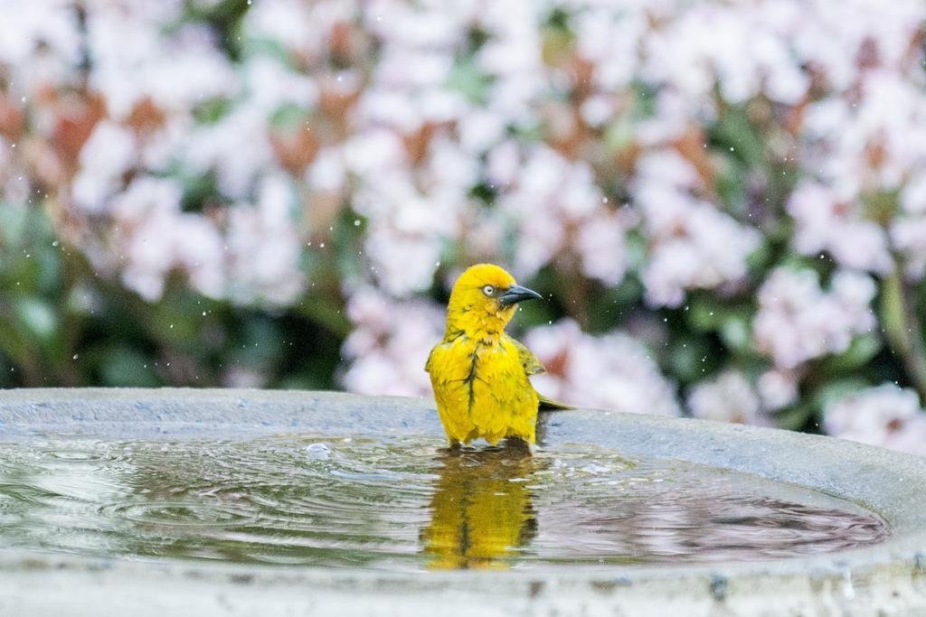 Bayside Lodge Garden Route B&B เพลตเตนเบิร์กเบย์ ภายนอก รูปภาพ
